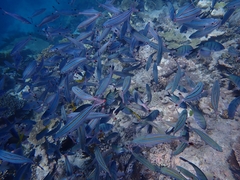 Pterocaesio digramma