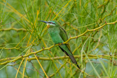Merops persicus