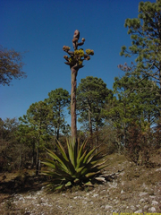 Agave gentryi