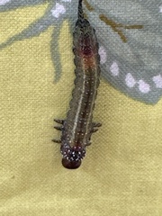Perga affinis