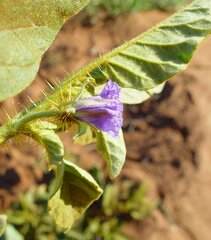 Solanum cleistogamum
