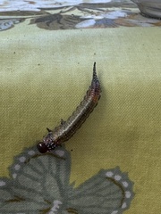 Perga affinis