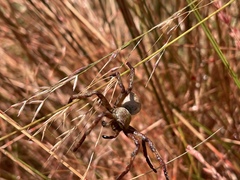 Neosparassus patellatus