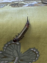 Perga affinis
