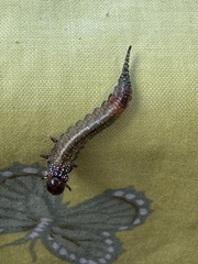Perga affinis