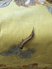 Perga affinis