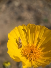 Noctueliopsis