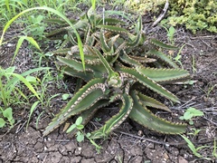 Kalanchoe daigremontiana