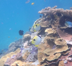 Chaetodon unimaculatus