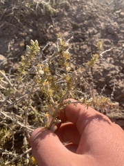Tetradymia spinosa