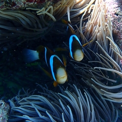 Amphiprion akindynos