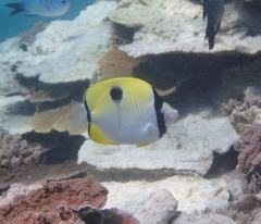 Chaetodon unimaculatus