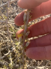 Tetradymia spinosa
