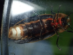 Pyrocoelia praetexta