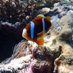 Amphiprion akindynos