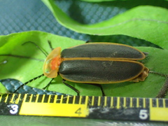 Pyrocoelia praetexta