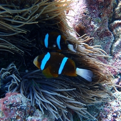 Amphiprion akindynos