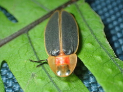 Pyrocoelia praetexta