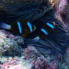 Amphiprion akindynos