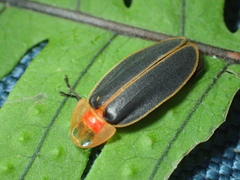 Pyrocoelia praetexta