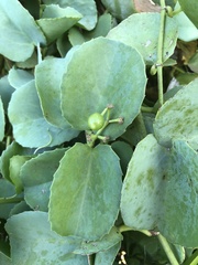 Cissus rotundifolia