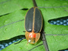 Pyrocoelia praetexta
