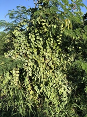 Cissus rotundifolia