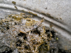Ontholestes murinus