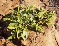 Solanum cleistogamum