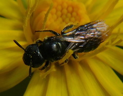 Euceratina