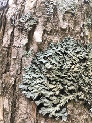 Physconia grumosa