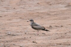 Larus californicus