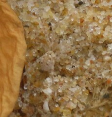 Tricassinae