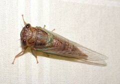 Palapsalta