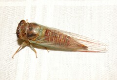 Palapsalta