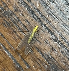 Italochrysa insignis