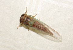 Palapsalta