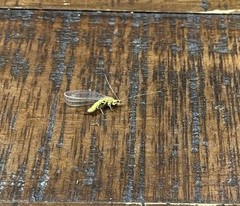 Italochrysa insignis