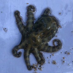 Hapalochlaena lunulata