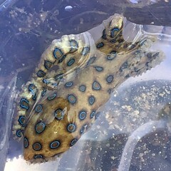 Hapalochlaena lunulata