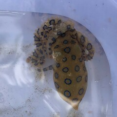 Hapalochlaena lunulata