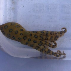 Hapalochlaena lunulata