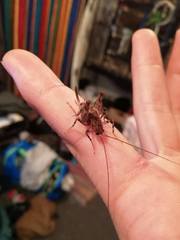 Pleioplectron simplex