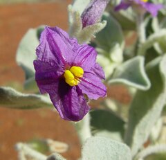Solanum gabrielae