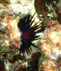 Echinometra lucunter