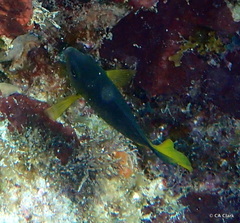 Microspathodon chrysurus