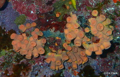 Tubastraea