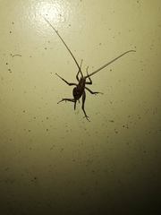 Pleioplectron simplex