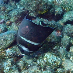 Pomacanthus arcuatus