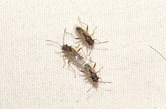 Nysius